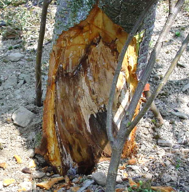Plant Doctor / Fruit Trees